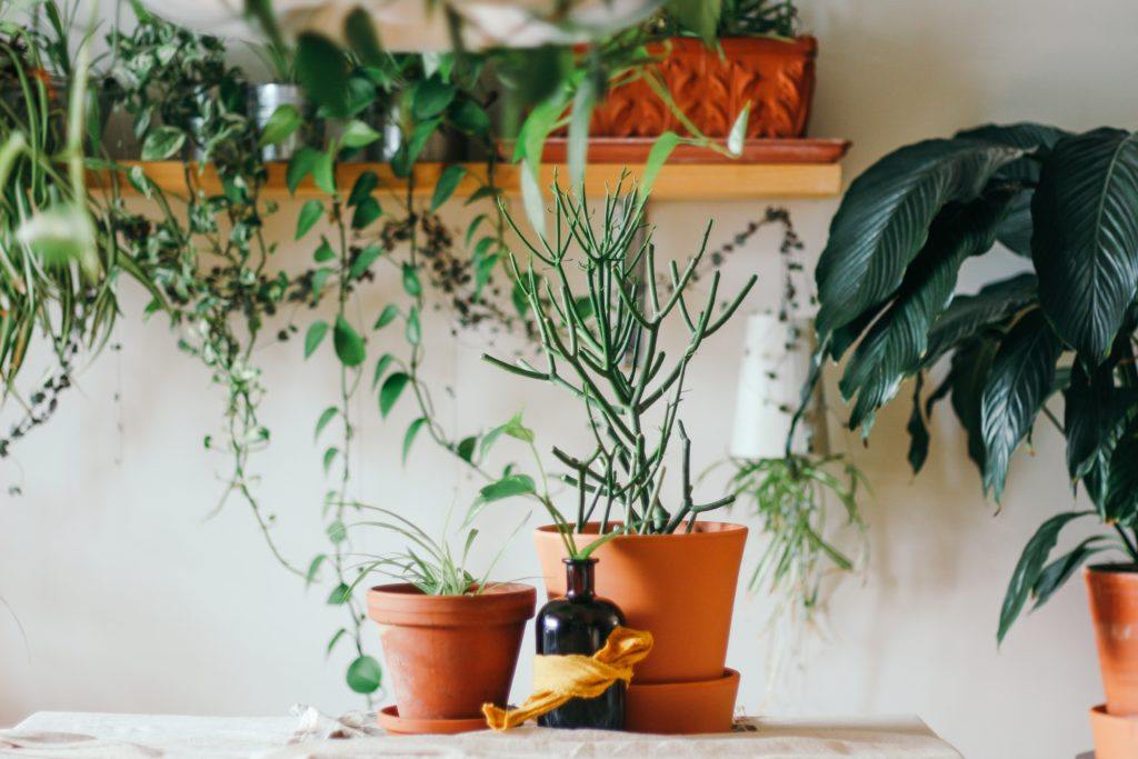 best houseplants for your kitchen