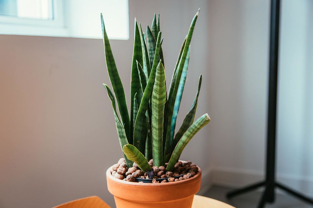 aloe vera best houseplants for your kitchen